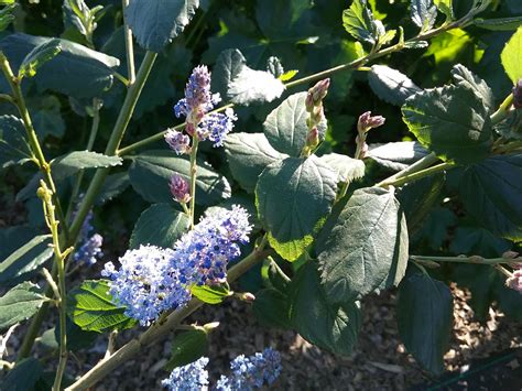 Ceanothus Tassajara Blue Linda Vista Native Plants