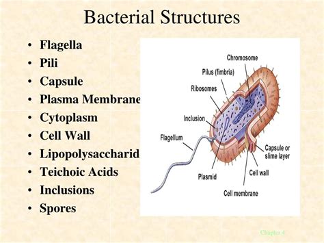 Ppt Structure And Function Of Bacterial Cells Powerpoint Presentation Id 5645155