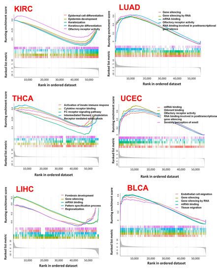 Ijms Free Full Text A Pan Cancer Landscape Of Abcg2 Across Human Cancers Friend Or Foe