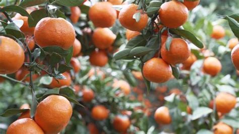 Winter Tangerine Farms Jeju Island Stock Footage Video (100% Royalty ...