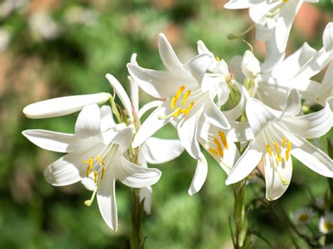 Madonna Lily Care – Growing Madonna Lilies In The Garden – Social ...