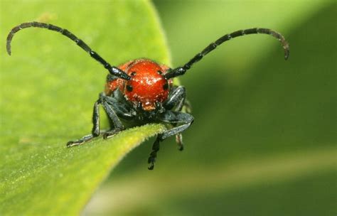 Snappygoat Free Public Domain Images Snappygoat Insect