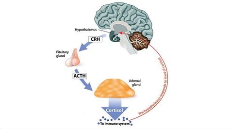 Cortisol Function Linked Diseases And Role In Metabolism