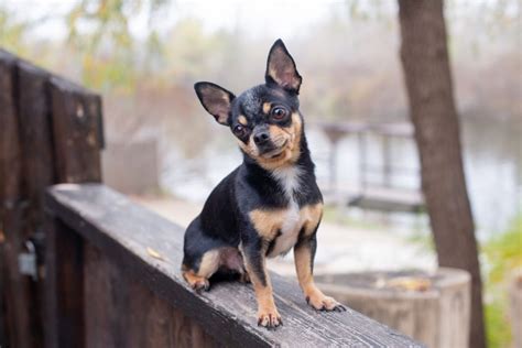 The Chihuahua Lifespan: How Long Do Chihuahuas Live?