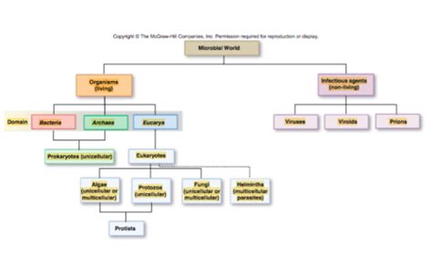 Microbiology Exam Flashcards Quizlet