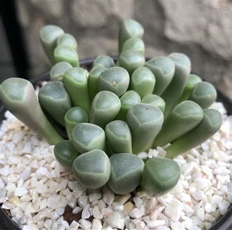 Fenestraria Aurantiaca Baby Toes Seeds Cactus Kingdom