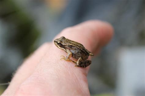 baby frog 2 by jay-k-pics on DeviantArt