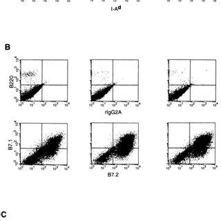 Cell Surface Phenotype Of Bone Marrowderived DCs As Determined By