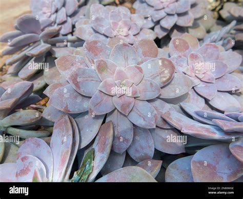 Graptopetalum Pentandrum Superbum Fotograf As E Im Genes De Alta