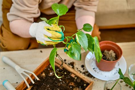 Refresca Tu Casa Con Estas Plantas Que Absorben El Calor