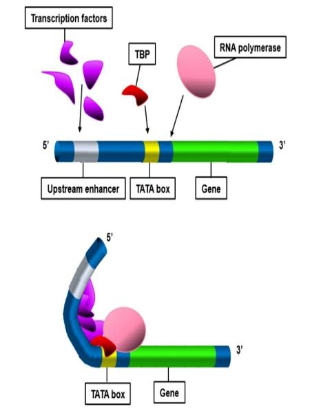 What Are The Conserved Promoter Sequences For Eukaryotic And