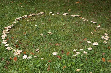 Do You Dare Enter A Fairy Ring The Mythical Mushroom Portals Of The Supernatural Ancient Origins