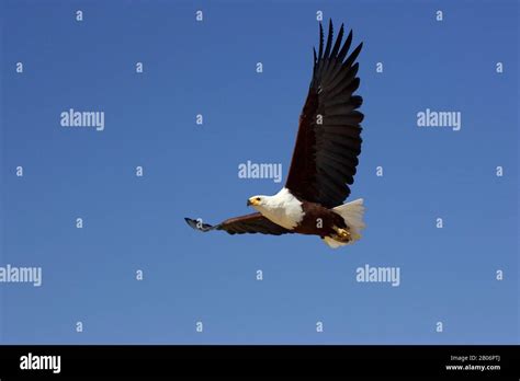 African Fish Eagle Haliaeetus Vocifer Adult In Flight Baringo Lake