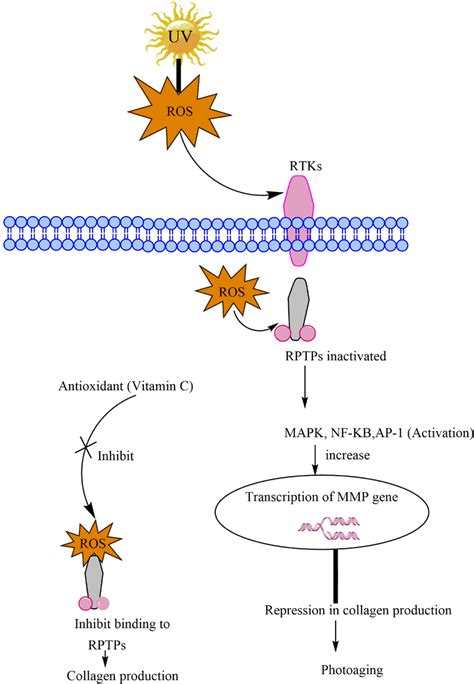 Mechanism Of Reactive Oxygen Species Ros In Photo Aging In Case Of