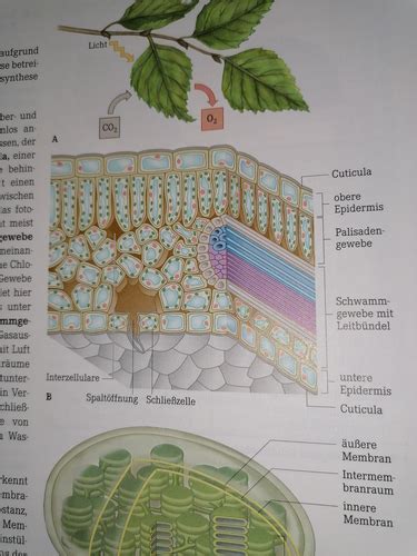 Blatt Aufbau Und Fotosynthese Karteikarten Quizlet