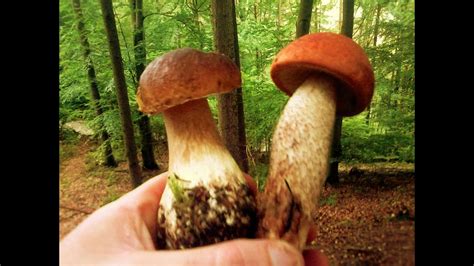 Wyprawa na grzyby 2016 13 Trip on mushrooms dużo grzybów YouTube