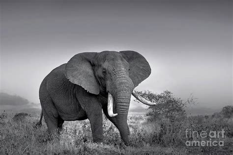 African Bush Elephant Bull In Monochrome Photograph By Tony Camacho