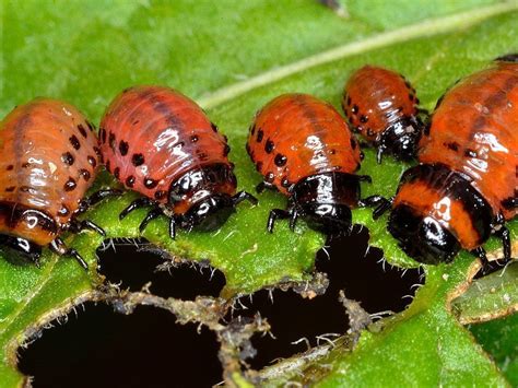 Gardening Colorado Potato Beetle Is An Enemy You Need To Know The