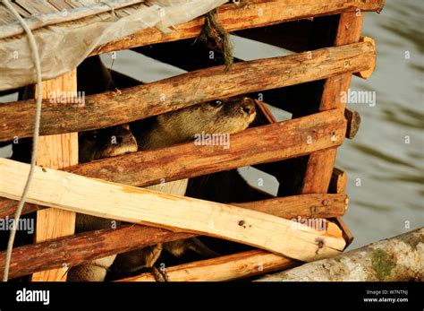 Pesca de nutria tradicional fotografías e imágenes de alta resolución