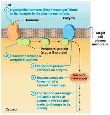 A Pii Chp Endocrine System Flashcards Quizlet