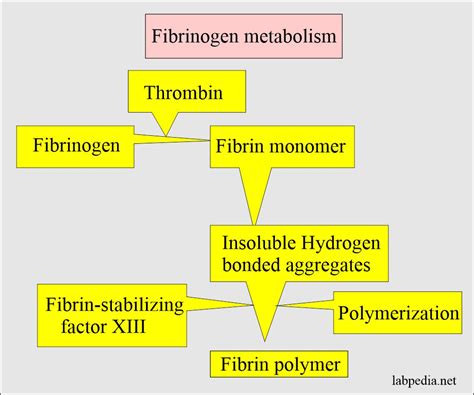 Blood Coagulation Factor And Interpretations