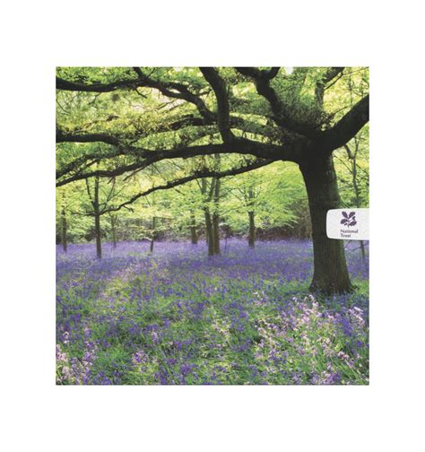 Bluebell Woodland National Trust Card Wearenotashop