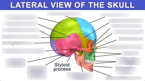 Anatomy And Physiology Test 2 Diagram Quizlet