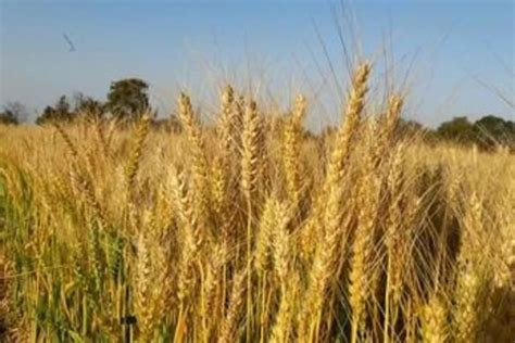 Standing Rabi Crops Not Impacted Much by Untimely Rains & Hail, Says ...