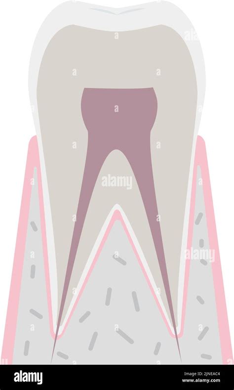 Simple Tooth Anatomy Chart Vector Illustration Stock Vector Image And Art