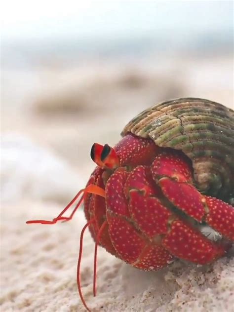 🔥 Strawberry Hermit Crab 🦀 Rnatureisfuckinglit