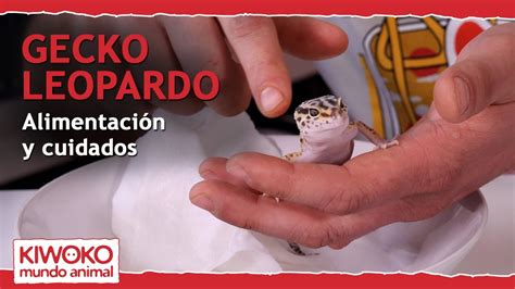 Qué comen los geckos Descubre la dieta perfecta para tu mascota