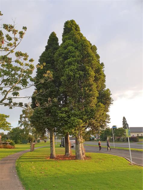 Most Common Nz Native Trees at Beau Demetrice blog