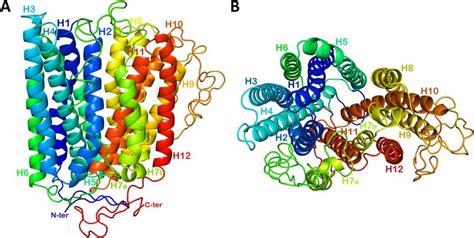 Theoretical model of sea bass ferroportin 3D structure. (A) side view ...