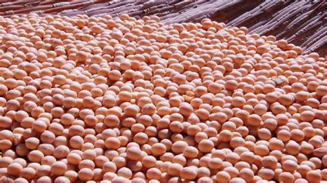 Soybean Price सोयबीन की कीमतों में तेजी के आसार कम मांग घटने और सप्लाई बढ़ने से 750 रुपये