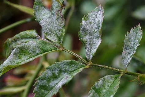 How To Identify And Treat Common Rose Diseases Gardeners Path In