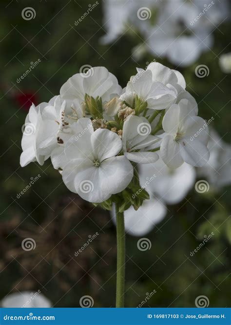 A White Euphorbia Milii Flower Stock Image - Image of blooming, garden