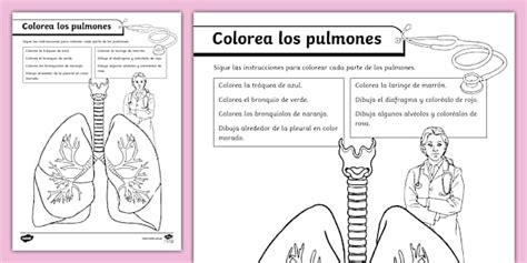 Ficha De Actividad Partes Del Sistema Respiratorio Twinkl