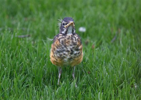 Baby Robin Fledgling - Birds and Blooms