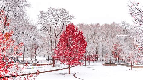 1920x1080 Red Winter Central Park 5k Laptop Full HD 1080P ,HD 4k Wallpapers,Images,Backgrounds ...