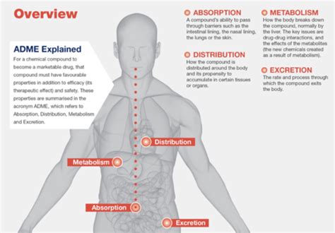 Drug Metabolism Flashcards Quizlet