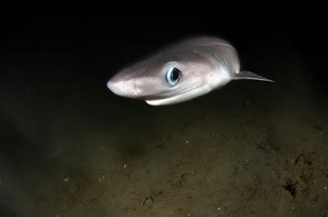 9 Deep Sea Sharks - American Oceans