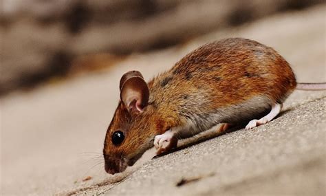 Cara Mengusir Tikus Dengan Kapur Barus FUMIDA