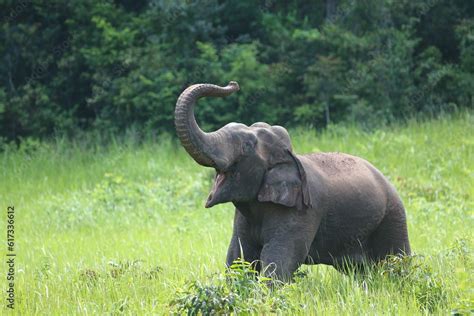 Smiling Elephant