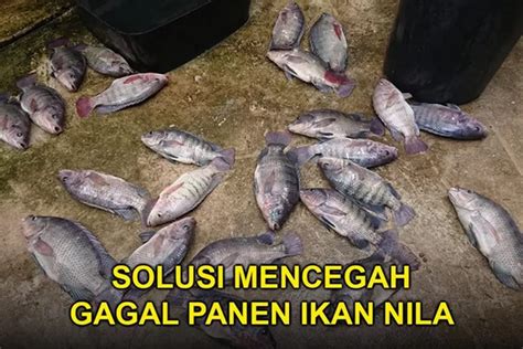 Wajib Tahu Inilah Cara Mengatasi Kegagalan Dalam Budidaya Ikan Nila