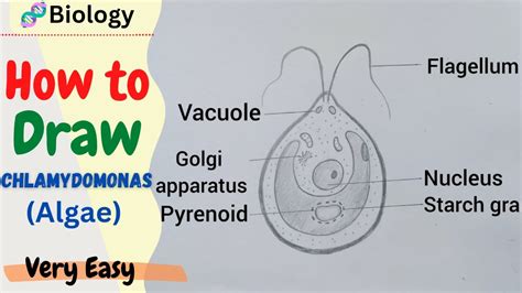 Diagrams Of Marine Algal Structure Pyrenoid Princeton Algae