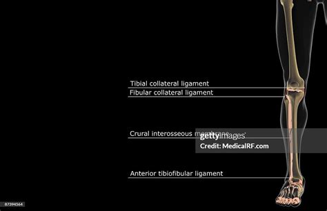 The Ligaments Of The Lower Limb Ilustración De Stock Getty Images