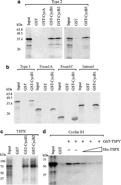 In Vitro Interactions Between Testis Specific Protein Y Encoded Tspy