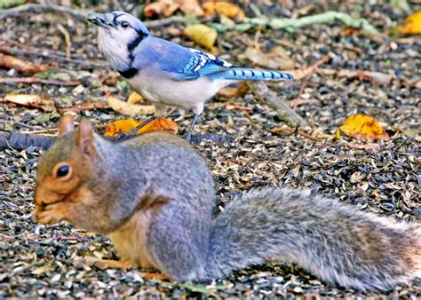 PHOTOS: A blue jay and a squirrel are the perfect partners in crime | Richmond & Hopkinton ...