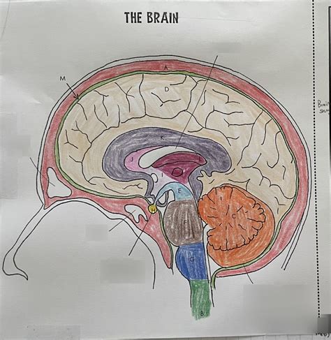 The Brain Diagram Quizlet