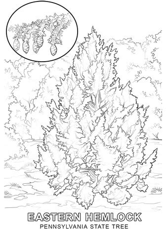 Pennsylvania State Tree coloring page | Free Printable Coloring Pages